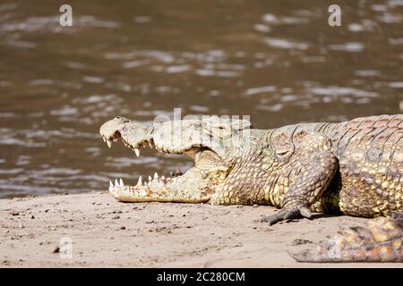 Big Nilkrokodil Crocodylus niloticus, größte Süßwasser Krokodil in Afrika, die sich auf Sand in Awash fällt, Äthiopien, Afrika wildlife Stockfoto