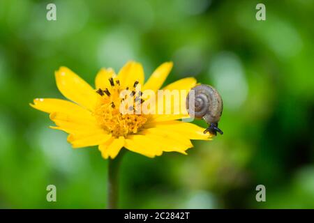 Baby Schnecke Stockfoto