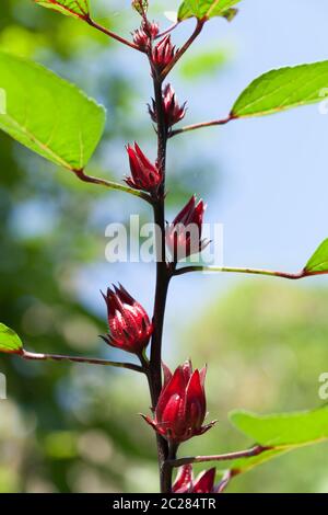 Roselle Stockfoto