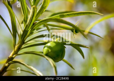 Früchte auf einer Palme oder einer anderen tropischen Pflanze Stockfoto