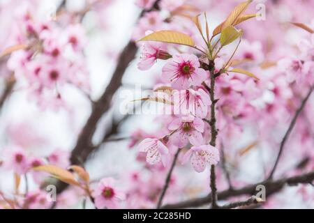 Ausgewählte konzentrieren sich auf die Nahaufnahme von Kirschblüten in voller Blüte, in Unschärfe von rosa Blume auf Backgroun Stockfoto