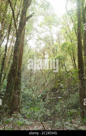 Tiefer Wald mit sanfter Beleuchtung in Kew Mae Pan, Chom Thong, Chiang Mai, Thailand Stockfoto
