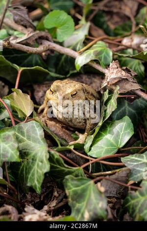 Frosch oder Unkeul zur Paarungszeit im Gestrüpp Stockfoto