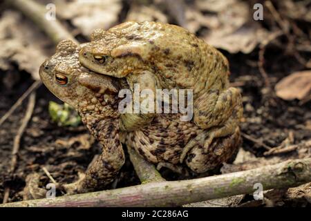 Frosch oder Unkeul zur Paarungszeit im Gestrüpp Stockfoto