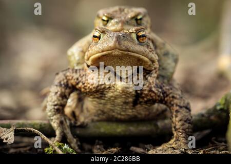 Frosch oder Unkeul zur Paarungszeit im Gestrüpp Stockfoto