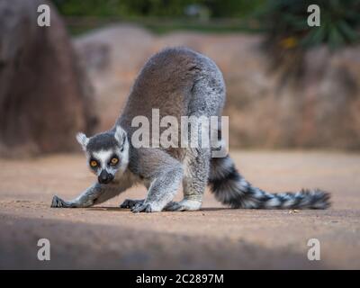 Ring tailed Lemur (Lemur catta Linnaeus) aus Madagaskar suchen in die Kamera während der Suche Essen auf dem Boden Stockfoto