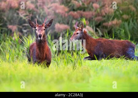 Hirsche in einem Clearing Stockfoto