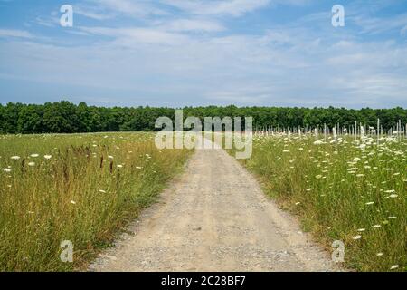 Eine unbefestigte Straße durch einen Sommer Feld ausdehnen in die Ferne. Stockfoto