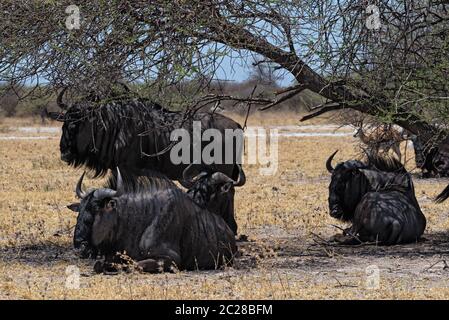 Gnus im Schatten einer Akazie in der Nxai Pan Nationalpark in Botsuana Stockfoto