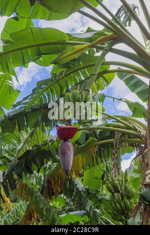 Karibisches Meer - Bananenplantage auf St. Lucia Stockfoto