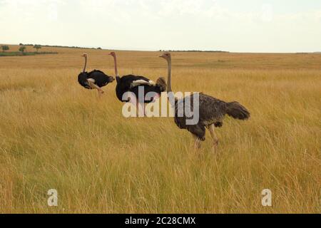 Drei Masai-Strauße in der Masai Mara in Kenia Stockfoto