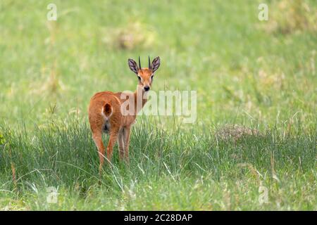 Oribi, Ourebia ourebi ist kleine Antilope im östlichen, südlichen und westlichen Afrika gefunden. Äthiopien, Senkelle Heiligtum, Afrika wildlife Stockfoto