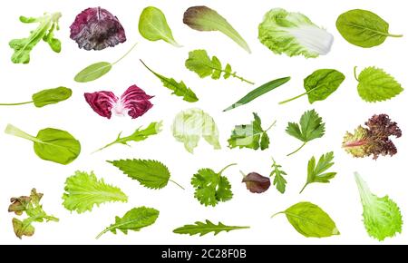 Verschiedene frische Blätter von essbaren Grünen auf weißem Hintergrund Stockfoto