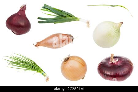 Verschiedene Zwiebel Gemüse auf weißem Hintergrund Stockfoto