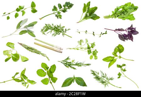 Verschiedene frische Zweige von essbaren Kräutern auf weißem Hintergrund Stockfoto