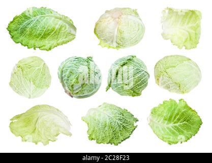 Verschiedene Blätter und Köpfe von Savoyen Kopfkohl auf weißem Hintergrund Stockfoto