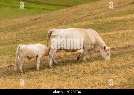 Kalb, das die Euter der Kuh saugt, Kühe auf dem Feld Stockfoto