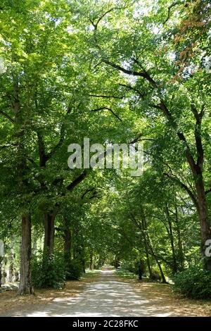 Ein gepflasterter Weg durch hohen Platanen Stockfoto