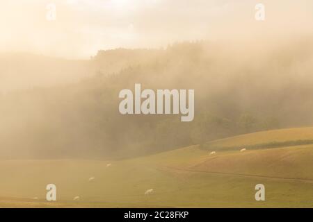 Morgendämmerung in der Kampagne in Burgund, mit Nebel auf den Feldern Stockfoto