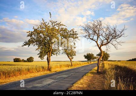 Landstraße zwischen Kulturfeldern bei Sonnenuntergang. Stockfoto