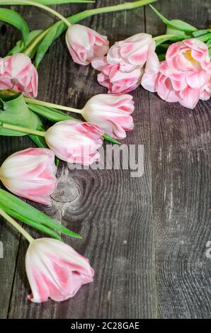 Bouquet von rosa Tulpen auf dem Hintergrund von alten Holzbrettern mit einem Platz für die Inschrift, getönte Stockfoto