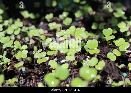 Im Frühjahr sprießen gemischte Grünsalat aus dem Boden Stockfoto