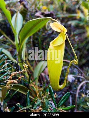 Blick auf die Krug-Pflanze von Nepenthes, Atsinanana Region, Madagaskar Stockfoto