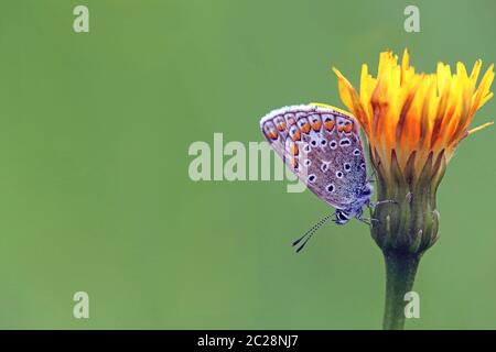 Makro Female Hauhechel-BlÃ¤uling Polyommatus icarus aus Uttendorf im Pinzgau Stockfoto