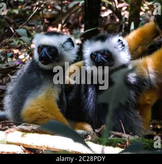 Porträt von diademed sifaka aka Propithecus diadema Madagaskar Stockfoto