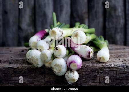 Organische grüne Zwiebeln frisch geernteten Im Garten Stockfoto