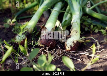 Organische grüne Zwiebeln frisch geernteten Im Garten Stockfoto