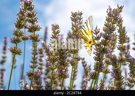 Schmetterling auf lila Lavendel blüht, Frankreich, Post Card Stockfoto