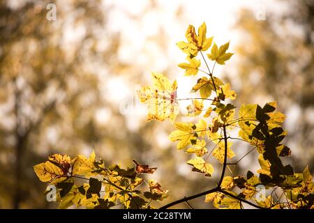 Orange Ahornblätter in einem Wald in Österreich, Herbstsonne Stockfoto