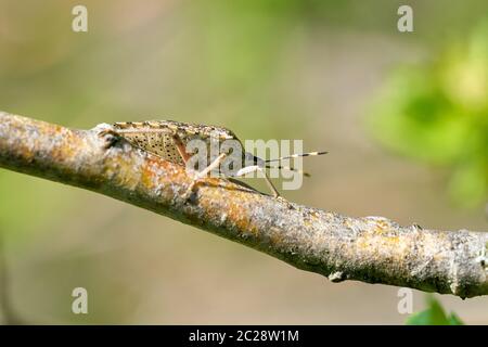 Fleckige Shieldbug (Rhaphigaster Nebulosa) auf einem weißdorn im Frühling Stockfoto