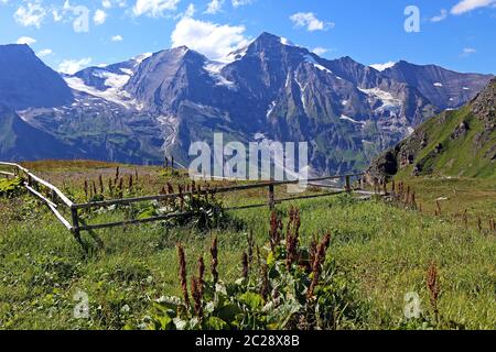 Alpine Amprum Rumex alpinus in den Hohen Tauern Stockfoto