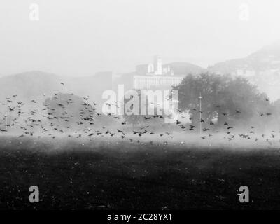 Surreale Sicht auf die Kirche Assisi und St. Franziskus (Umbrien, Italien) mitten im Nebel mit einer Vogelschar über einem kultivierten Feld Stockfoto