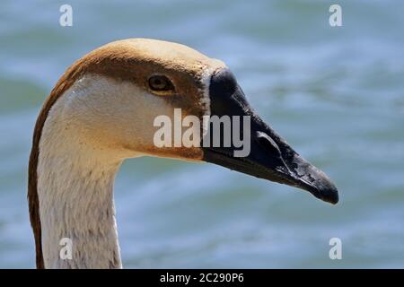 Schwan gans Anser cygnoides im Porträt Stockfoto