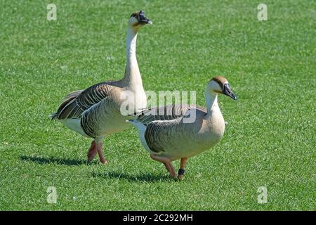 Schwanenpaare Anser cygnoides schreitet über Neckarwiese Stockfoto