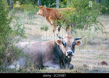 Milchkuh im Feld gezüchtet und gefüttert. Stockfoto