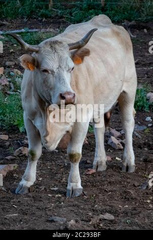 Milchkuh im Feld gezüchtet und gefüttert. Stockfoto