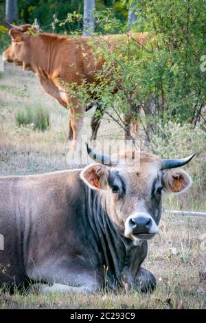 Milchkuh im Feld gezüchtet und gefüttert. Stockfoto