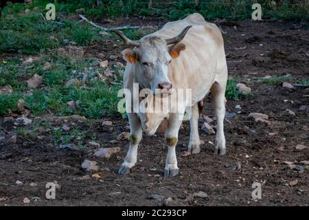 Milchkuh im Feld gezüchtet und gefüttert. Stockfoto