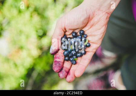 Frische blaue Beeren in der Hand einer jungen Frau: Sammeln beim Wandern in den Bergen Stockfoto