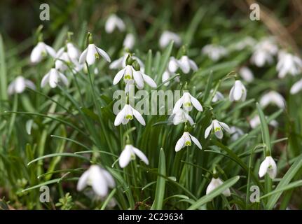 Ein Feld von Schneeglöckchen oder Galanthus nivalis mit sehr enger Schärfentiefe in einem Garten. Konzentrieren Sie sich auf die Schneeglöckchen im Vordergrund Stockfoto
