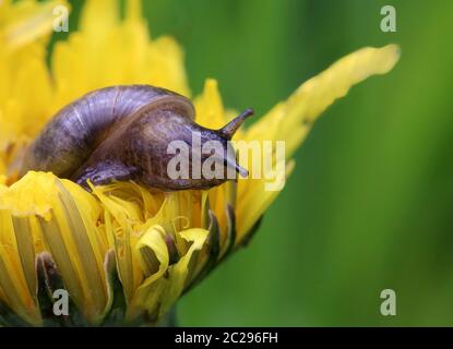 Gemeine Bernsteinschnecke Succinea putris Stockfoto