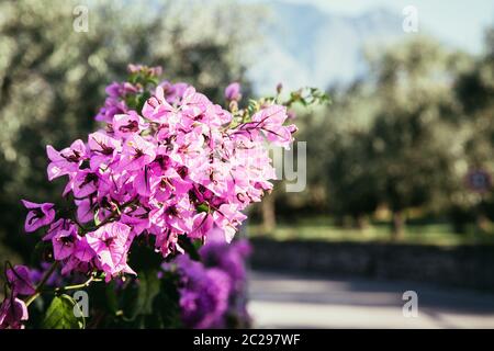 Schöne rosa Blumen im Hinterhof, Bokeh Hintergrund und Abendsonne Stockfoto