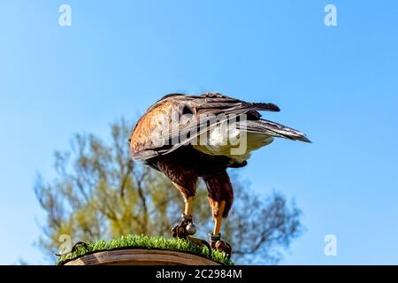 Harris-Falke (Parabuteo unicinctus), früher bekannt als der buschige oder dunkle Falke Stockfoto