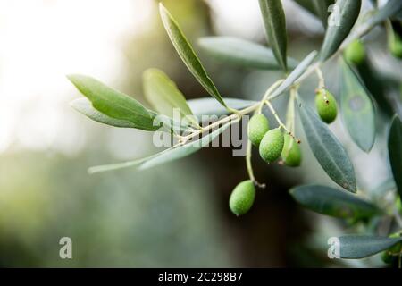 Olivenproduktion: Grüne Oliven auf einem Zweig, Italien Stockfoto