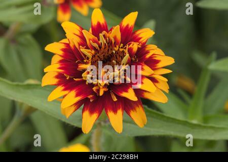 Zinnia haageana 'Old Mexico' Stockfoto