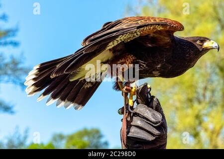 Harris-Falke (Parabuteo unicinctus), früher bekannt als der buschige oder dunkle Falke Stockfoto